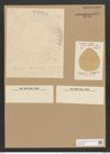 Campylodiscus horologium var. mediterranea Grun. (de-Toni-Nr.: Genus 57, Species 2458) Zeichnungen Sammlung Grunow Nr. 4950 (NHMW-BOT-W0373168)